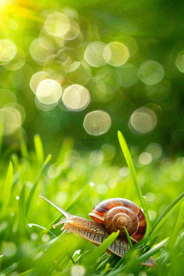 春夏草地上的蜗牛露珠惊蛰春分立夏摄影图