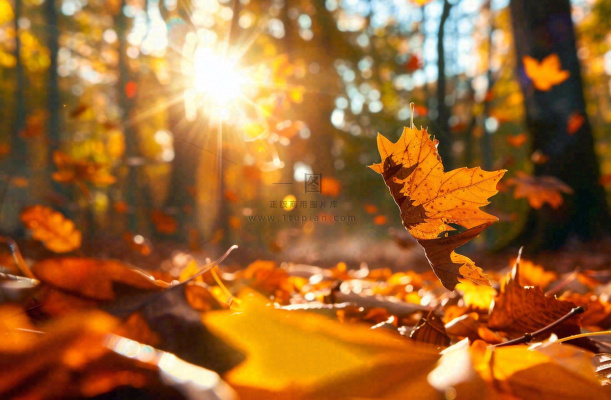 秋天森林的落叶金黄阳光透过树叶温暖秋分立秋处暑摄影图 秋天森林的落叶金黄阳光透过树叶温暖秋分立秋处暑摄影图