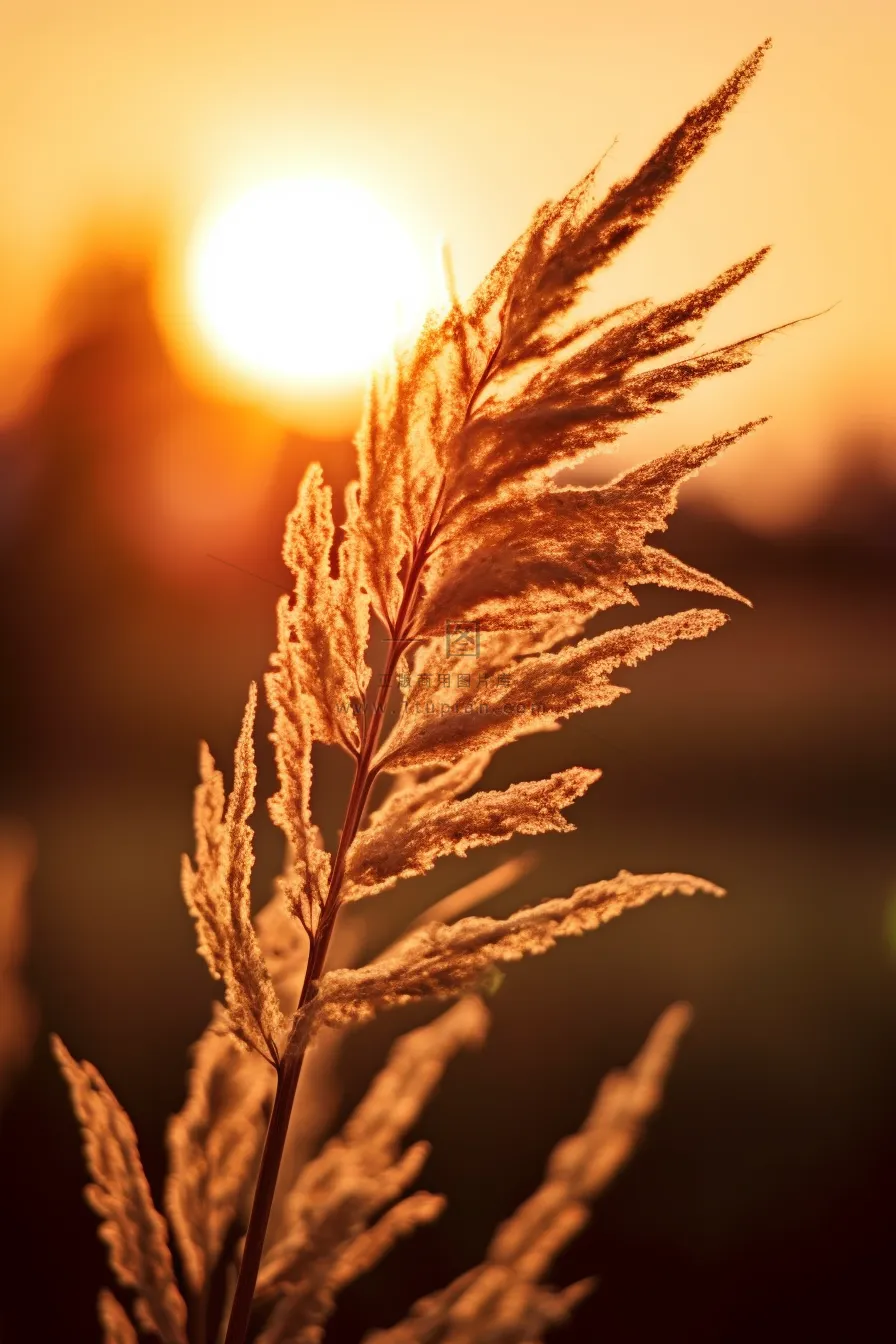 芦苇荡夕阳下美丽芦苇花摄影图