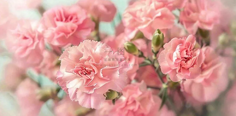 粉色康乃馨鲜花妇女节摄影图