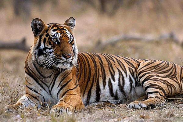 老虎动物园躺着休息的老虎悠闲摄影图