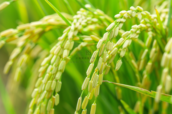 水稻农田种植粮食稻穗摄影图