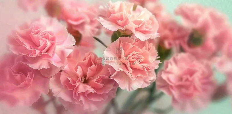 粉色康乃馨鲜花妇女节摄影图