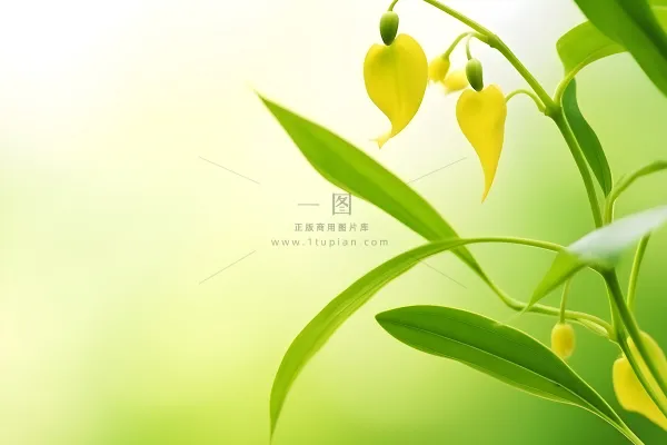 花朵黄色简约背景 花朵黄色简约背景