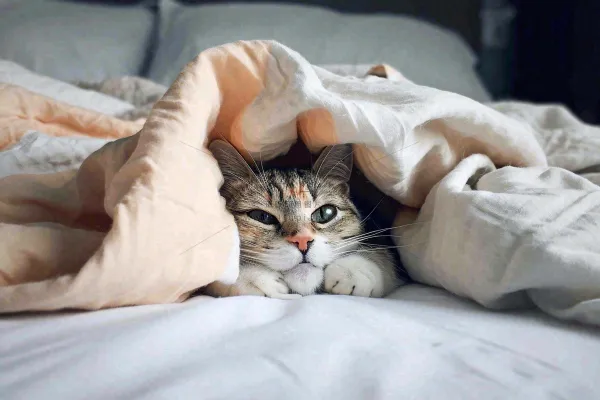 被窝里睡觉的猫猫,可爱的动物摄影图 被窝里睡觉的猫猫,可爱的动物摄影图