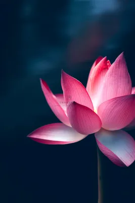 粉色唯美莲花淡雅大气节气海报背景 粉色唯美莲花淡雅大气节气海报背景