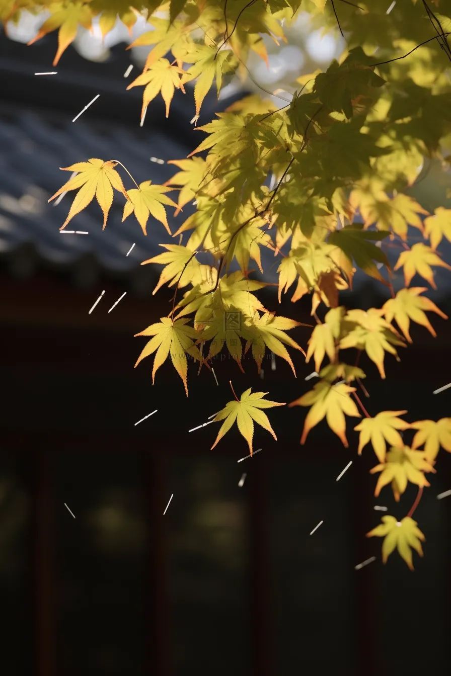 秋天枫叶树枝园林秋意浓雨滴摄影图