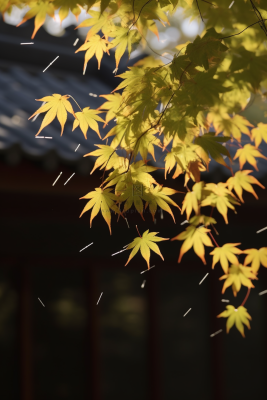 秋天枫叶树枝园林秋意浓雨滴摄影图