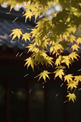 秋天枫叶树枝园林秋意浓雨滴摄影图