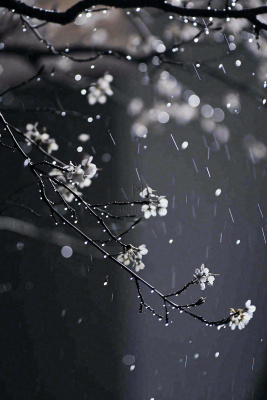 冬天雪花枝叶植物简约意境，冬季小雪大雪冬至摄影图