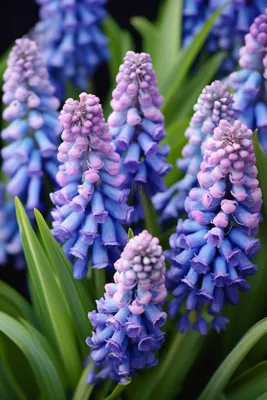 紫色葡萄花信子鲜花摄影图