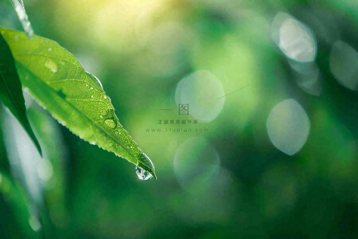 绿叶上挂着露珠水滴绿色立春雨水寒露摄影图