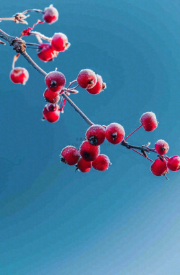 冬天白霜覆盖的红色覆盆子寒冷霜降摄影图 冬天白霜覆盖的红色覆盆子寒冷霜降摄影图