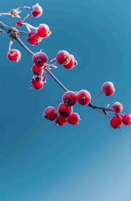 冬天白霜覆盖的红色覆盆子寒冷霜降摄影图 冬天白霜覆盖的红色覆盆子寒冷霜降摄影图