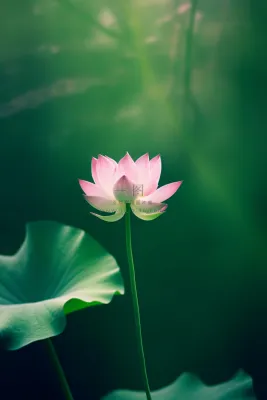 绿色清爽荷花节气背景