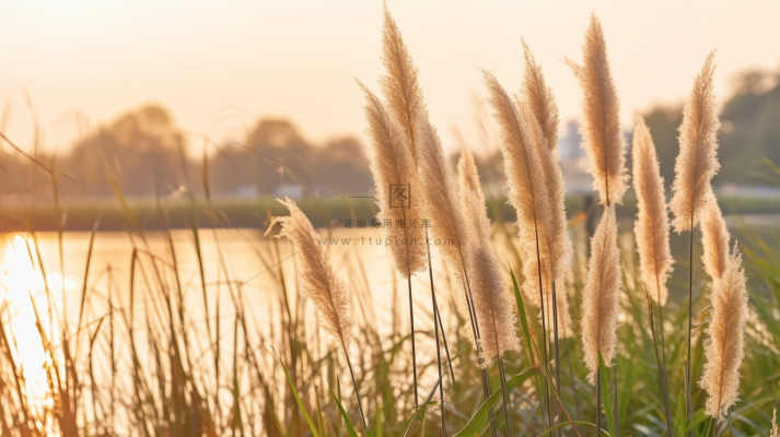 秋天夕阳下芦苇毛絮湖边摄影图