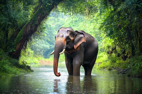 云南森林河流大象象群野生动物保护动物摄影图