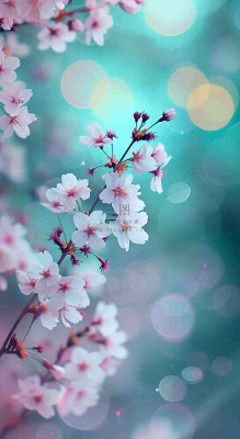 春天枝条上开满花朵，春分摄影图