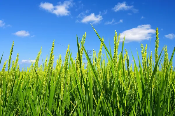 水稻农田种植粮食稻穗摄影图