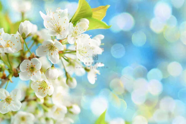 白花梨花花朵春意蓝天背景春分立春惊蛰摄影图 白花梨花花朵春意蓝天背景春分立春惊蛰摄影图