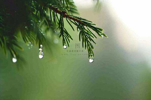 绿色树林里面下雨过后的松枝挂着水滴摄影图