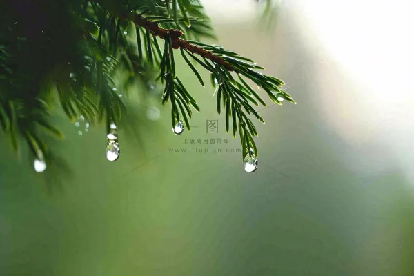 绿色树林里面下雨过后的松枝挂着水滴摄影图