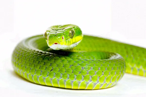 蛇在白色背景爬行动物摄影图