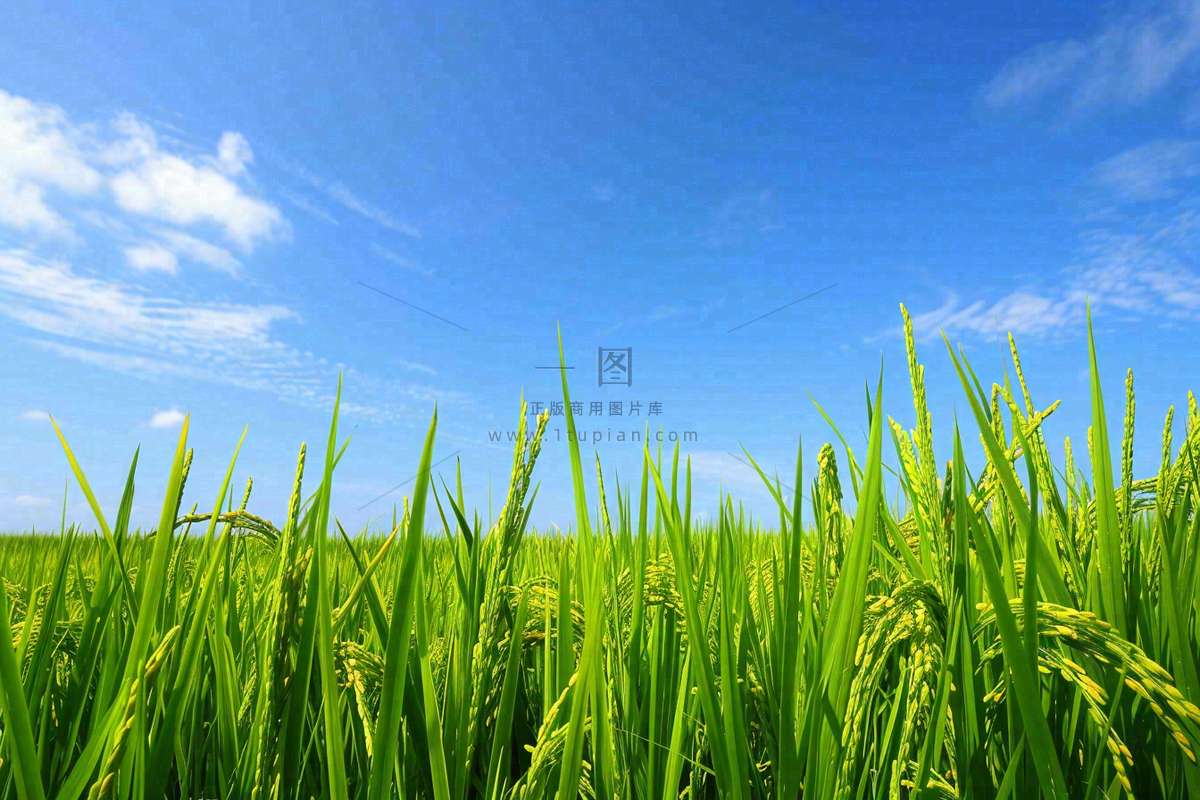 水稻稻穗农田种植生长摄影图