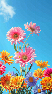 春天蓝天白云草坪鲜花，五彩缤纷鲜艳摄影图