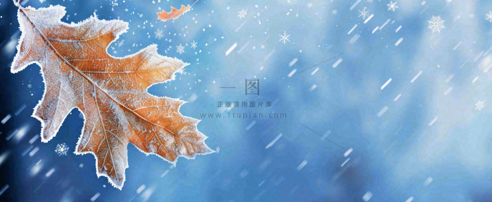 冬季大雪植物叶子上的雪花霜降小寒小雪大雪摄影图 冬季大雪植物叶子上的雪花霜降小寒小雪大雪摄影图