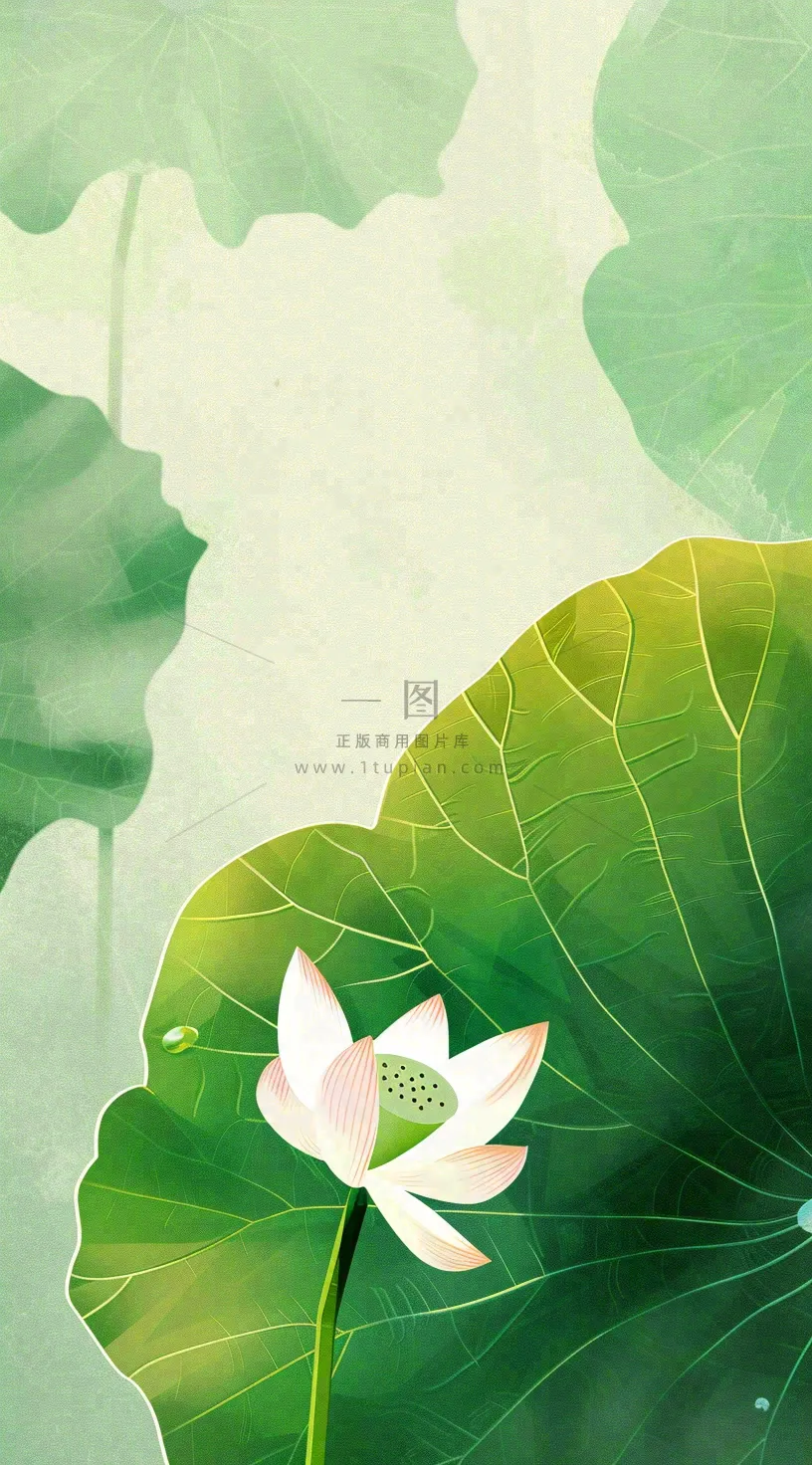 夏天荷花荷叶清凉小清新淡雅小暑大暑处暑插画背景