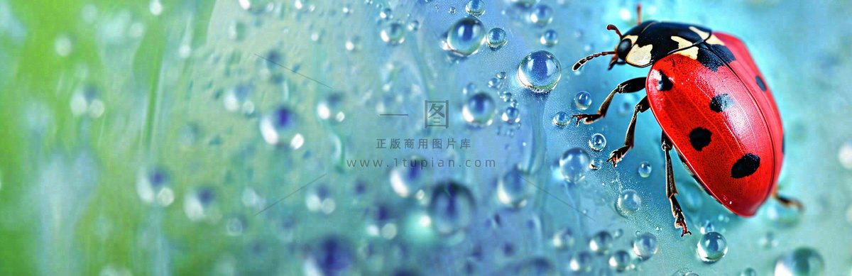 雨天雨水水珠上七星瓢虫动物爬行，彩色渐变摄影图