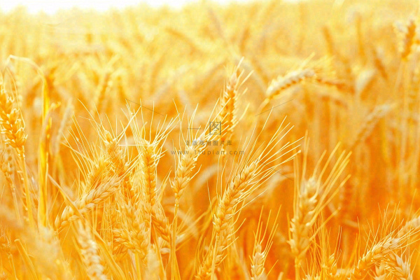 金黄的麦田小麦麦穗芒种秋收秋分摄影图