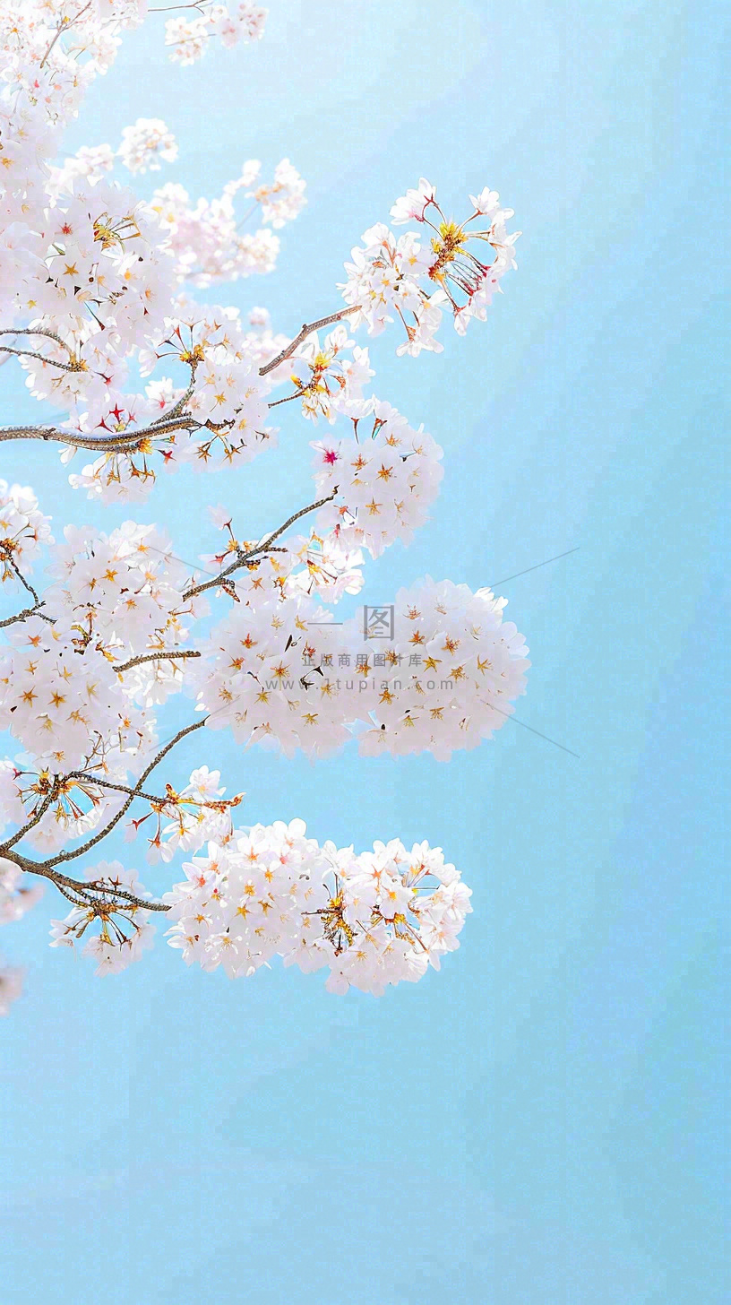 春天开满花朵的树冠仰拍蓝色天空,立春,春分摄影图