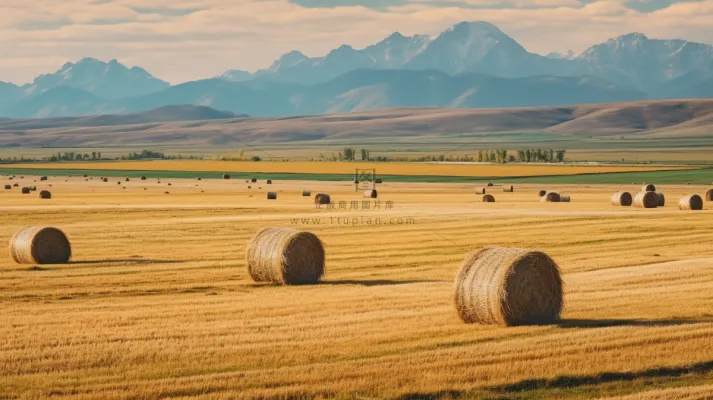 秋天的田地里的堆满了草垛摄影图