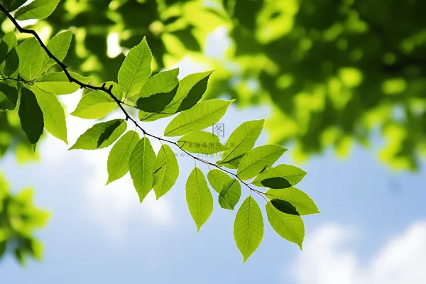 蓝天白云阳光下的绿叶植物树枝摄影图