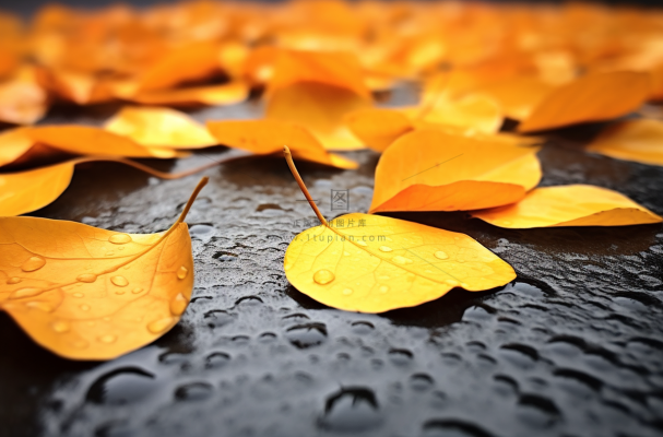 秋天下雨天掉落地上的黄叶枯叶摄影图
