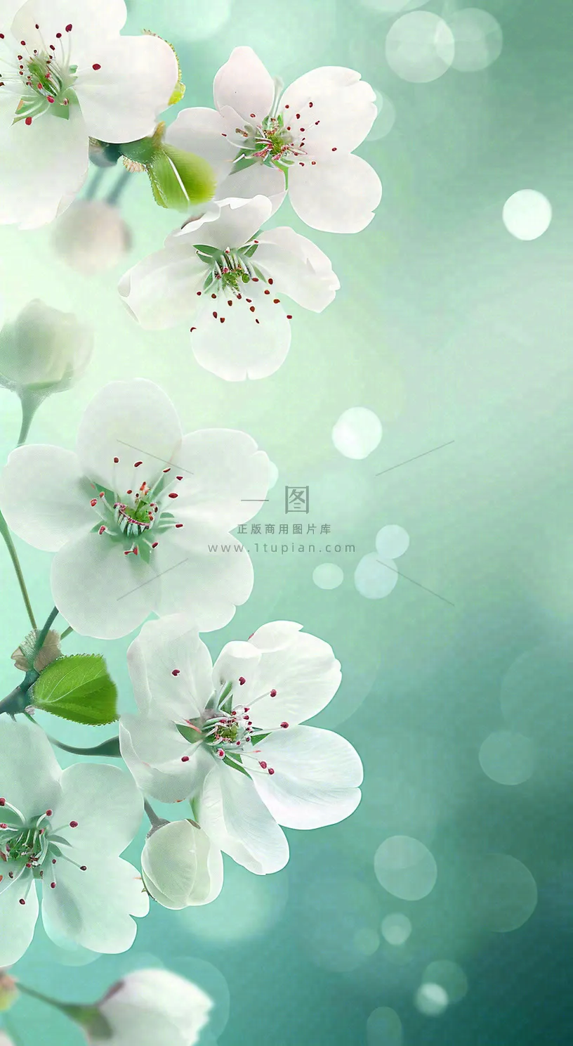 春天白色的樱花花朵开满枝头立春惊蛰春分摄影图