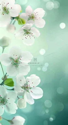 春天白色的樱花花朵开满枝头立春惊蛰春分摄影图 春天白色的樱花花朵开满枝头立春惊蛰春分摄影图