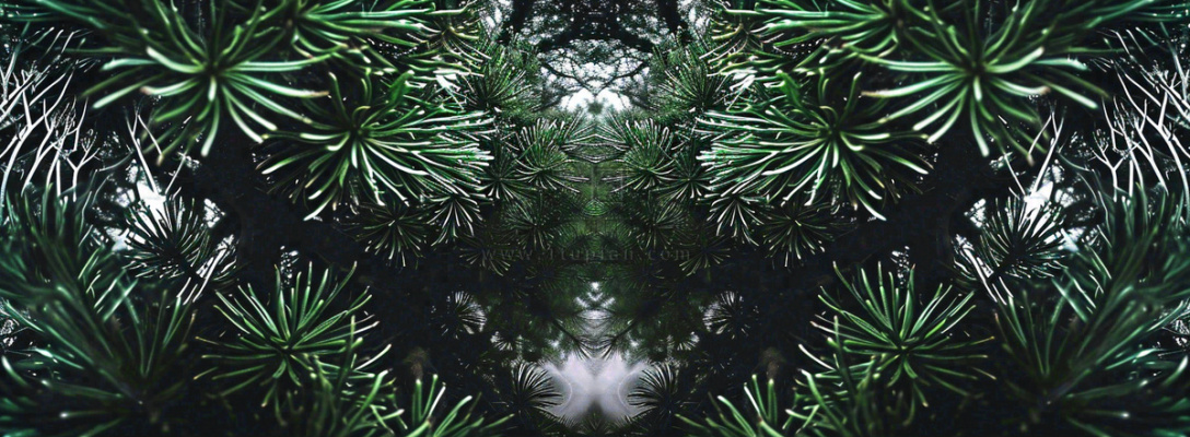 绿色绿植枝叶镜像镜头，新鲜生命力摄影图