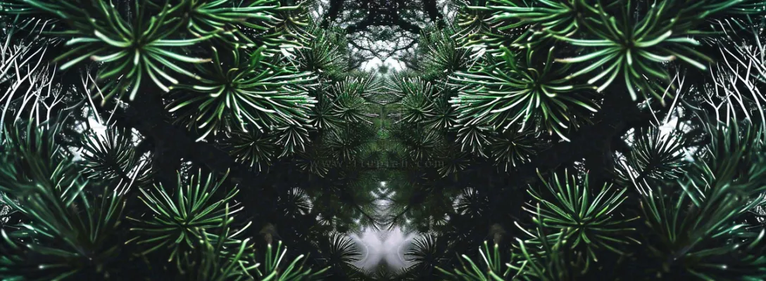 绿色绿植枝叶镜像镜头，新鲜生命力摄影图