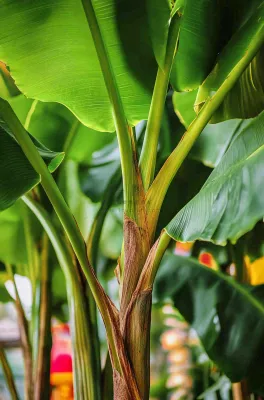 香蕉树芭蕉叶绿色植物摄影图