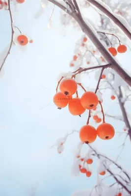 大雪暖冬果子冬天雪果枝节气海报背景 大雪暖冬果子冬天雪果枝节气海报背景
