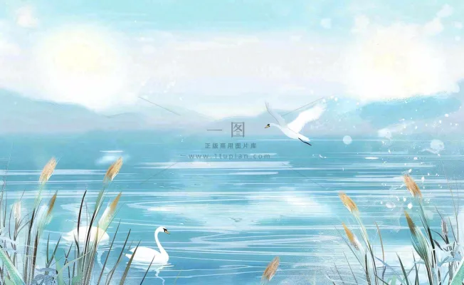 唯美白露插画白鹭动物风景秋天景色寒冷清冷芦苇丛寒露背景