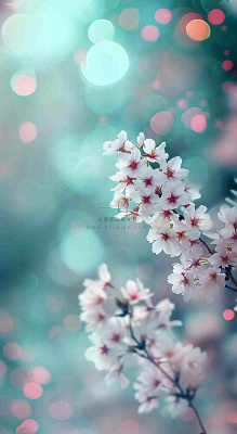 春天枝条上开满花朵，春分摄影图