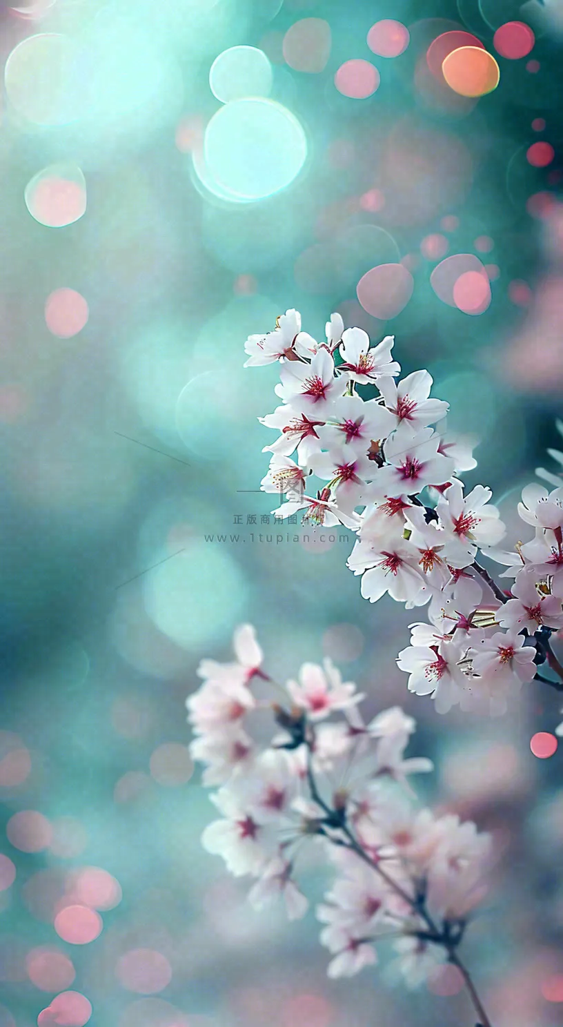 春天枝条上开满花朵,春分摄影图