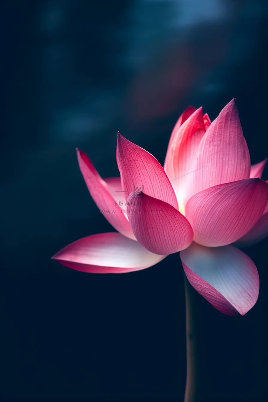 粉色唯美莲花大气背景
