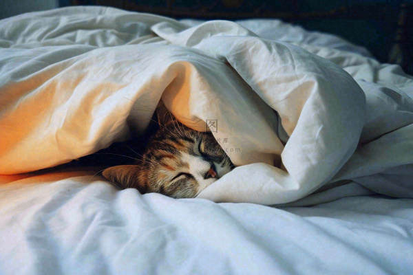 被窝里睡觉的猫猫，可爱的动物摄影图