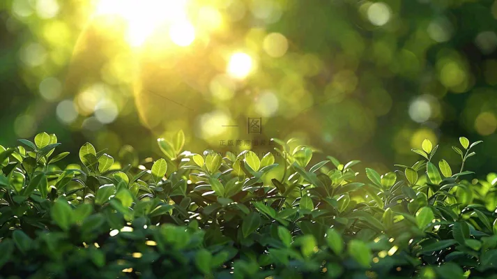 阳光下的植物绿叶立春春分摄影图 阳光下的植物绿叶立春春分摄影图