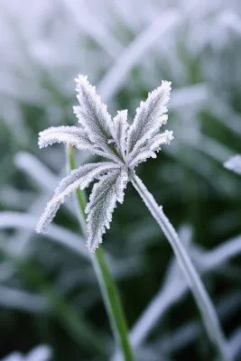 白霜挂满植物枝头冬天雾凇摄影图